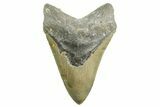 Fossil Megalodon Tooth - North Carolina #367921-1